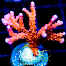 JF FIRESTARTER MONTI HIRSUTA