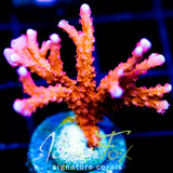 JF FIRESTARTER MONTI HIRSUTA