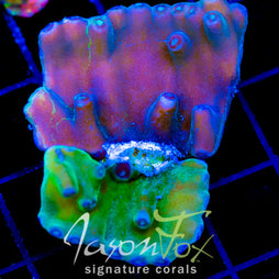 JF GRAFTED HERO TURBINARIA