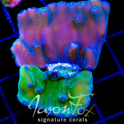 JF GRAFTED HERO TURBINARIA