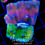 JF GRAFTED HERO TURBINARIA