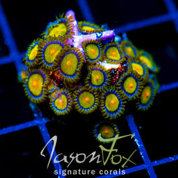 JF SUNFLOWER ZOAS