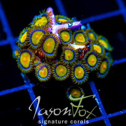 JF SUNFLOWER ZOAS