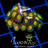 JF SUNFLOWER ZOAS