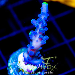 WWC YELLOW TIPS ACRO