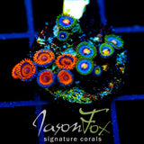 JF MANGO COOLERS COMBO