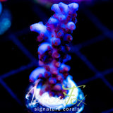 JF SKY BLUE STAG (NEW RELEASE)