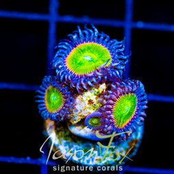 JF BUSTED NUGGETS PALYS