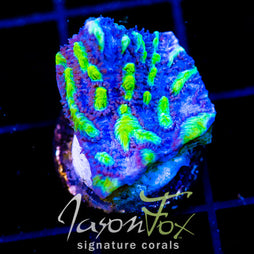 JF BLUEBERRY BLAST HYDNO