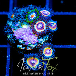 JF SUNFLOWER ZOAS COMBO