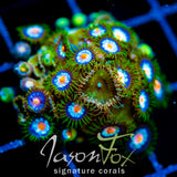 JF STARGAZERS ZOAS COMBO