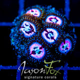 CC PINK CONSTALATION PALYS