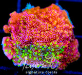 JF GRAFTED SUN MONTI