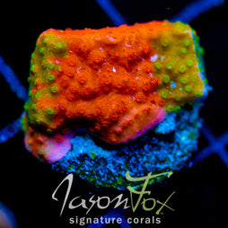 WWC GRAFTED MONTI CAP