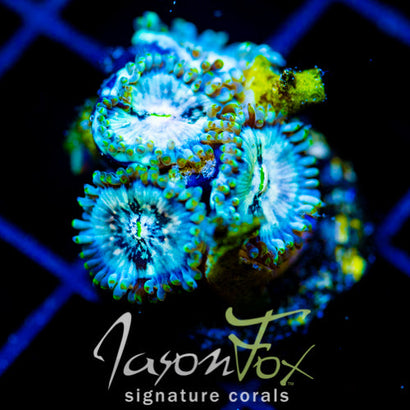 JF GOLDEN GIRLS PALYS