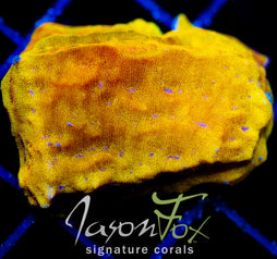 JF BLINDING ORANGE LEPTO XL FRAG