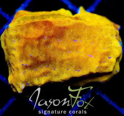 JF BLINDING ORANGE LEPTO XL FRAG