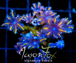 JF TANGERINE TWISTERS CLOVES