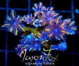 JF TANGERINE TWISTERS CLOVES