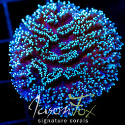 JF HYPNOTIC HYDNO XL FRAG