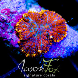 JF SUPERMAN MUSHROOM