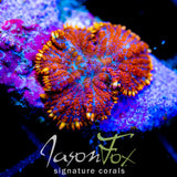 JF SUPERMAN MUSHROOM