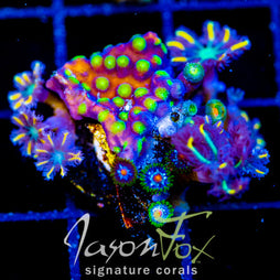 JF AGENT 420 CYPHASTREA COMBO