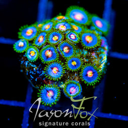 JF BIG BANG ZOA