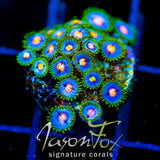 JF BIG BANG ZOA