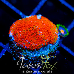 JF SUPERMAN MONTI COMBO