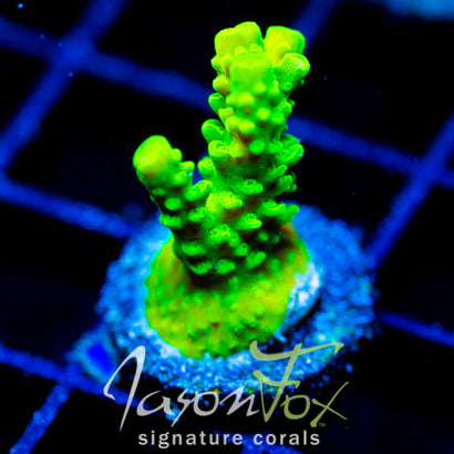 GREEN SLIMER ACRO COMBO