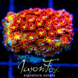 JF KALEIDOSCOPE GONI