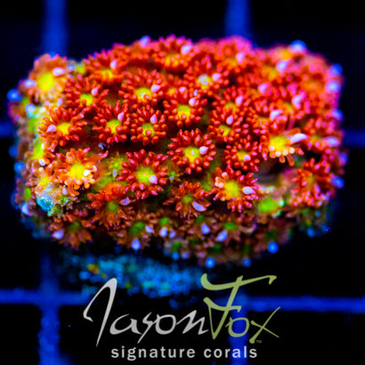 JF KALEIDOSCOPE GONI