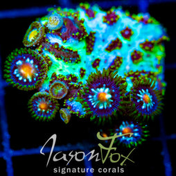 JF MAGIC CARPET HYDNO COMBO