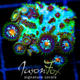 JF MAGIC CARPET HYDNO COMBO