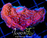 JF SNOW CAP MONTI XL FRAG