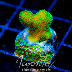 JF PROJECT X STYLO COMBO