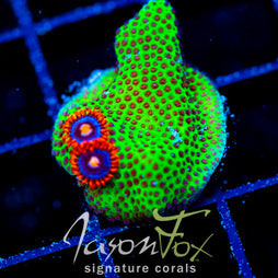 JF SPECIAL PORITES COMBO