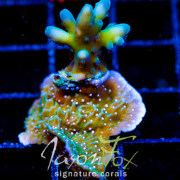 JF SNOWBLIND ACRO COMBO