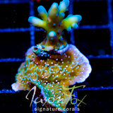 JF SNOWBLIND ACRO COMBO