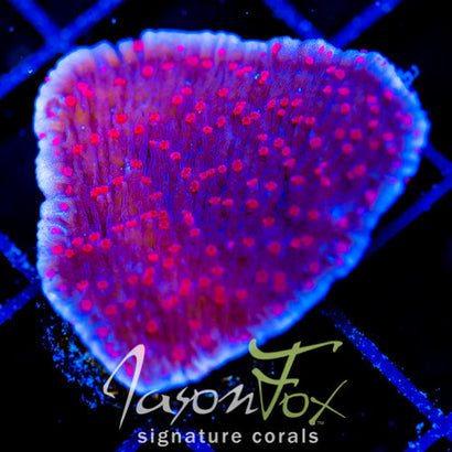 RRC RED ROSES  MONTI CAP