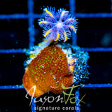 JF TANGERINE TWISTERS CLOVES COMBO