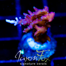 JF PURPLE DRAGON ACRO