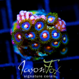 JF BIG BANG ZOA COMBO