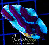 JF ELECTRIC FIELD MAZE BRAIN