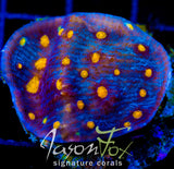 JF HALLOWEEN CHALICE