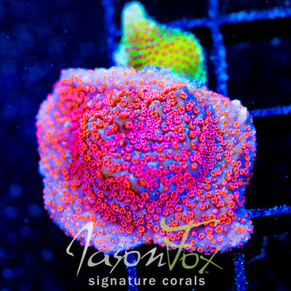 GB SEVEN HEAVENS MONTI COMBO