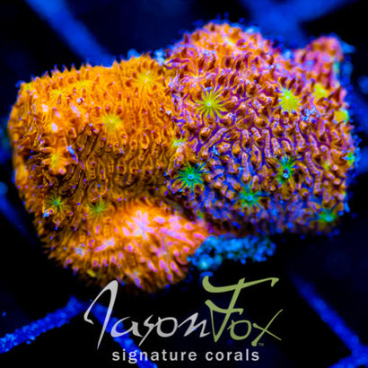 IJAM SPLIT DECISION LITHO