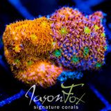 IJAM SPLIT DECISION LITHO