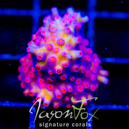 JF PINK BRANCHING CYPHASTREA